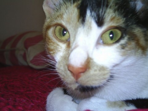 IK TREK MIJN EIGEN PLAN LEONOOR