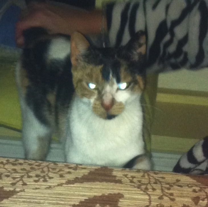 ZIE MIJ MAAR EENS VAN DAT DAK AF TE KRIJGEN!!!!! GEEN KATJE OM ZONDER HANDSCHOENEN AAN TE PAKKEN...