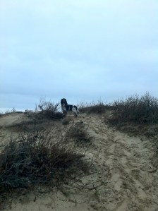 snuffeldesnuffel in de rondte