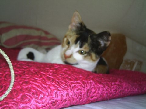 PRETTIG GESTOORD HOOR IK OOK VAAK EEN HEEL LIEF GRIETJE