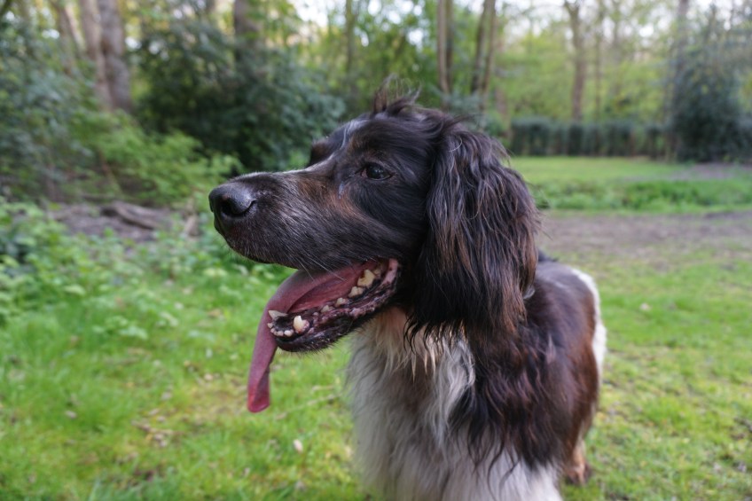 jachthond met enorme tong, hond koelt af door tong