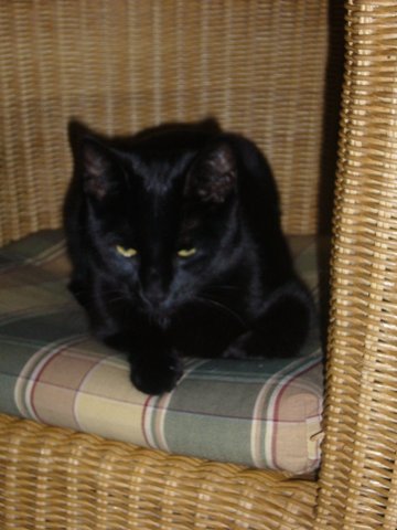 Mijn zwarte panter is aan het zwerven. Het vergaat hem goed, maar hij is wat op zijn hoede. Dat ik hem een paar keer heb opgesloten is niet goed gevallen. Maar hij is in de buurt. Wie weet meldt hij zich weer. Aldus mijn heksenvriendinnetje en kattenfluisteraar en paardenmeisje.....