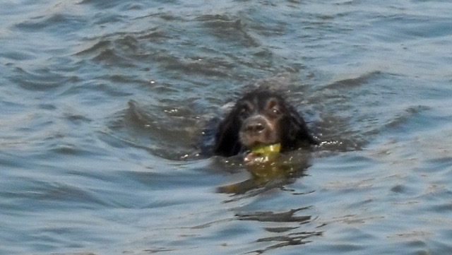 Hondje zwemt met tennisbal., zwemmende jachthond