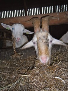 WAAR IS NOU DAT GROENE BLAADJE???