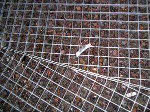 een cirkel van Danburiet