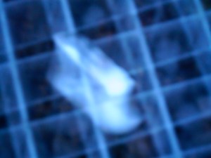 Danburiet aan het werk