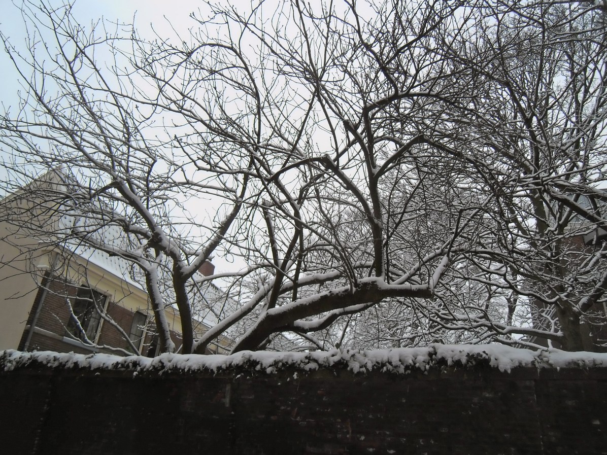OVER 3 MAANDEN SNEEUWT 'IE ROZE OVER 3 MAANDEN SNEEUWT 'IE ROZE