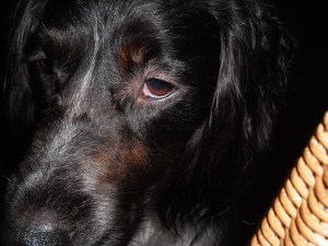 naast de stoel, altijd in de buurt