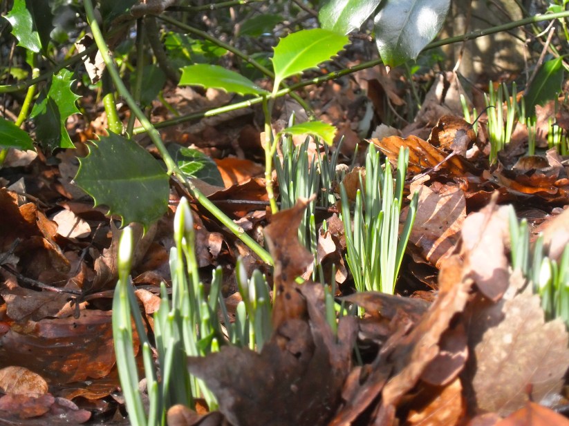 strekken hun kelkjes