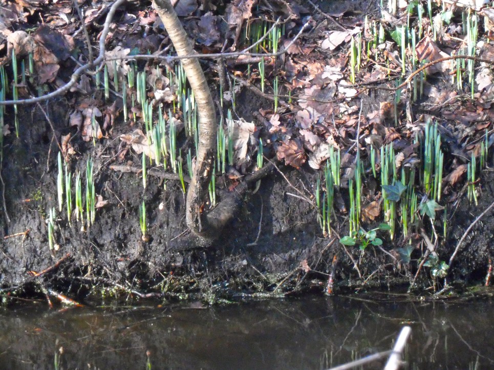 in zonnige slootkant