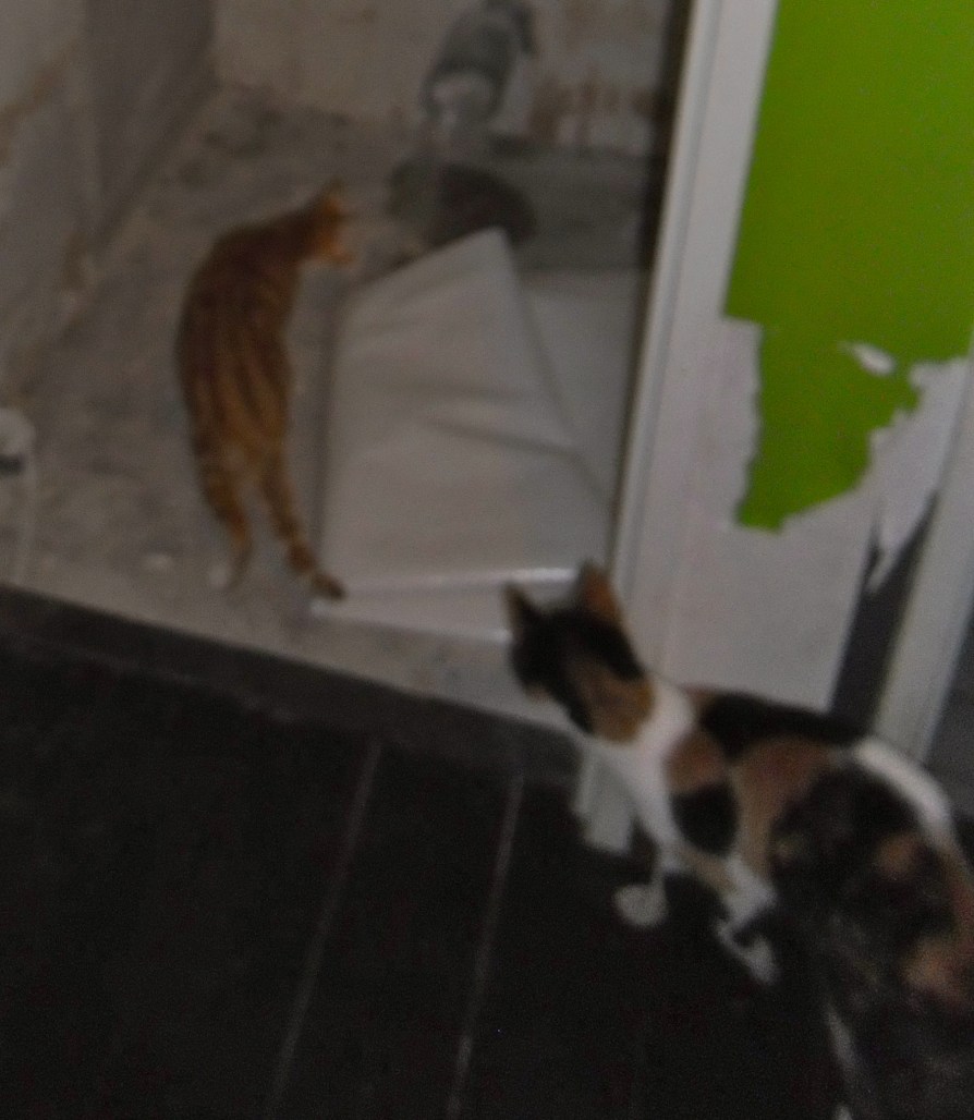 Aafje en Leonoor gaan op onderzoek uit