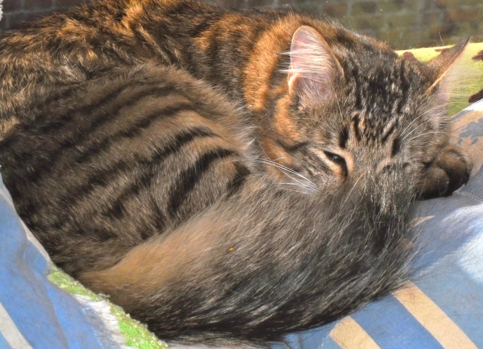 vis vis vis vis vis vis ruik vis vis vis