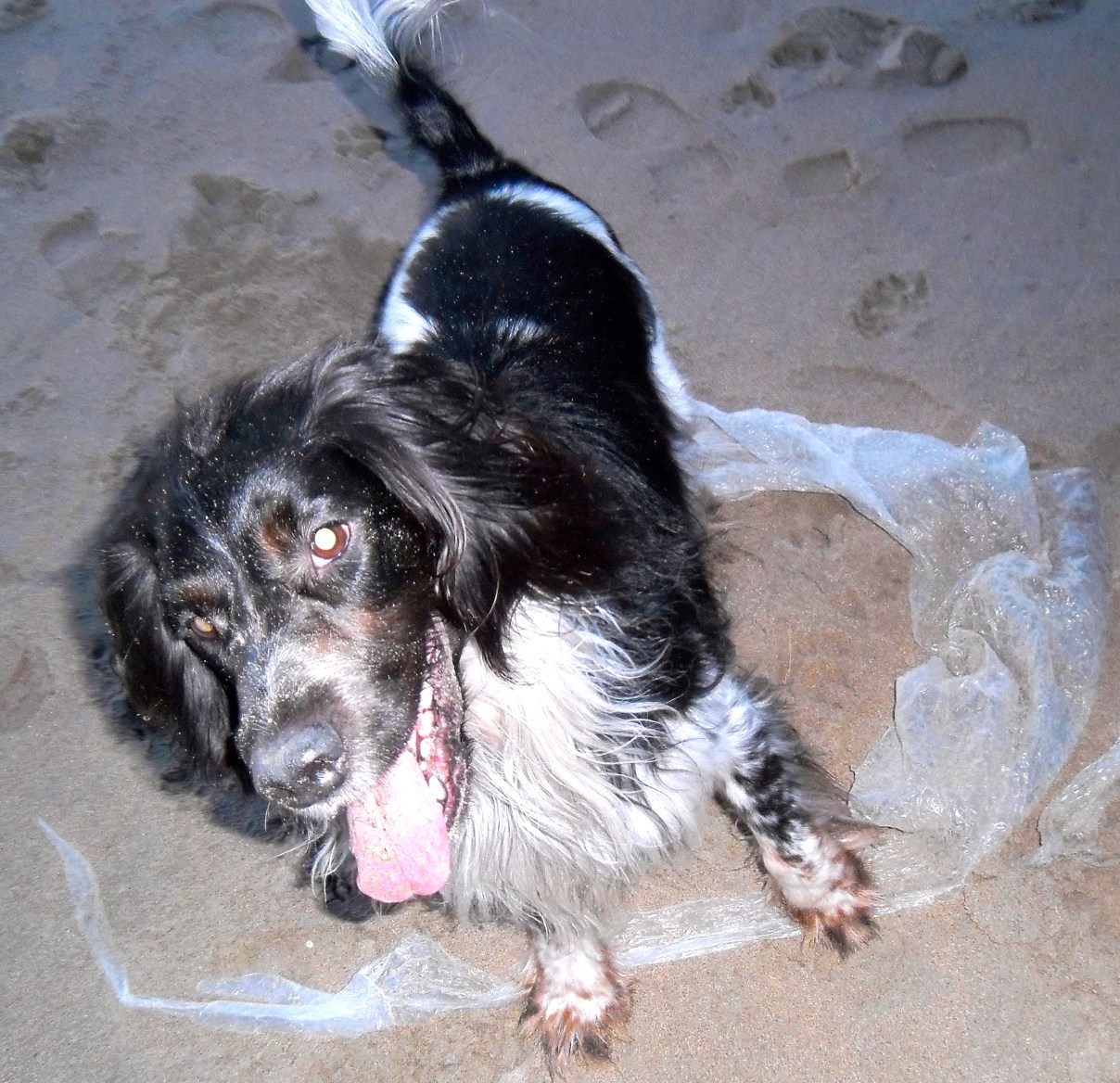 OLYMPUS DIGITAL CAMERA