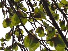 groene beuk loopt uit