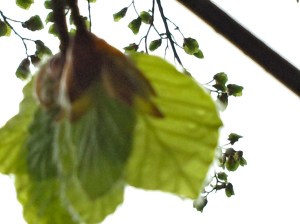 berkenblad komt uit de vouw