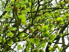 groene beuk loopt uit