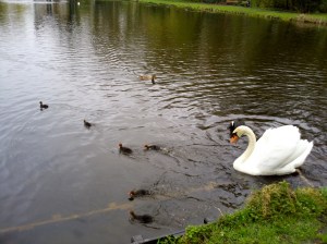 vijver met zwaan en meerkoeten met jong interactie
