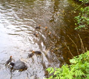 meerkoet echtpaar met jong