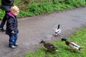 kind voert eendjes, interactie