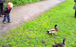 kind voert eendjes en maakt ze aan het schrikken