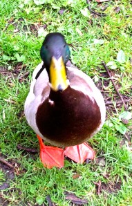 mannetjeseend eend kijkt je aan, hallo