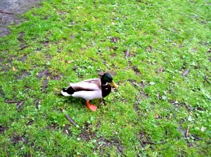 eend in gras mannetje