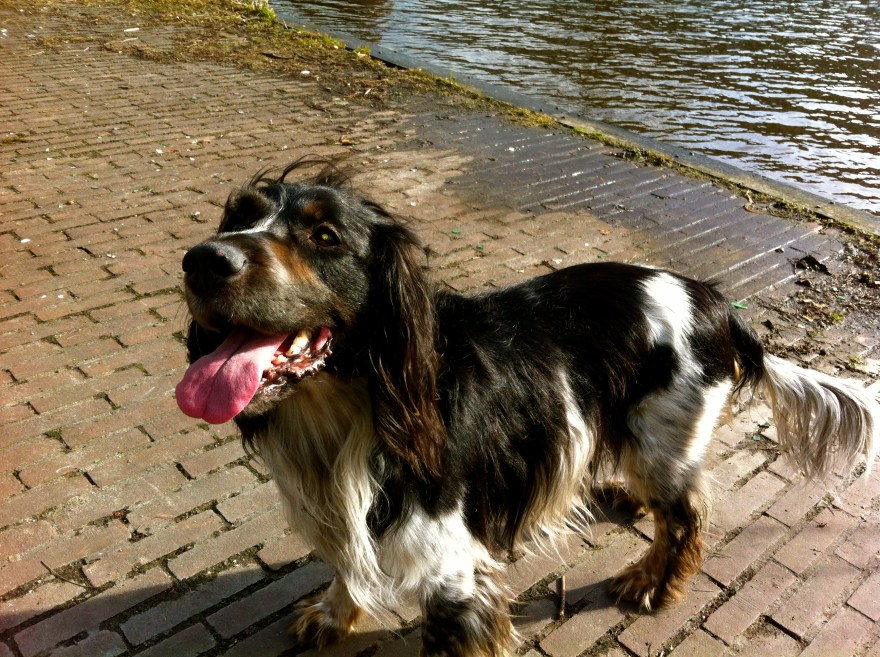 hondje, springer spaniel, epagneul breton