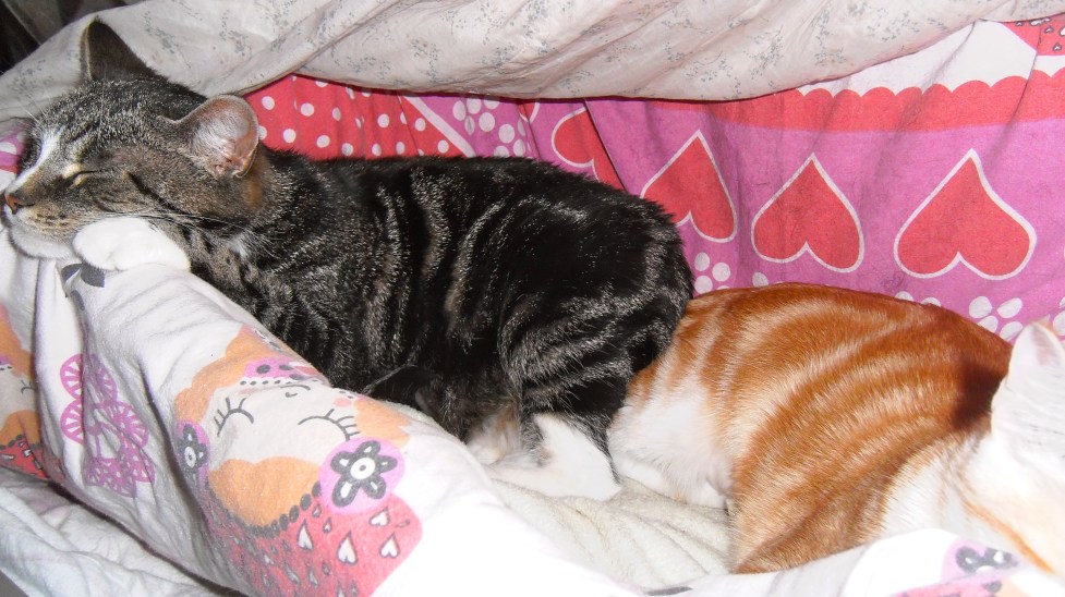 KATTEN IN MAND SAMEN