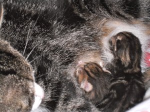 babypoesjes, net geboren, aan de tiet, drinken bij moeder kittens