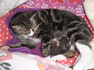 Pippi poes met net geboren kittens, jong geluk, babypoesjes