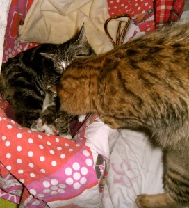 pappa kat, mamma kat en kittens