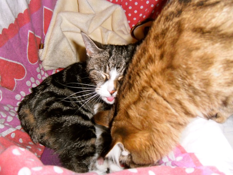 pappa kat, mamma kat, kittens