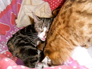 pappa kat, mamma kat, kittens