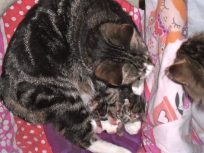 pappa kat, mamma kat, kittens