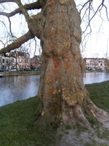 oude bomen, korstmossen