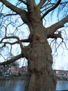 oude bomen, korstmossen