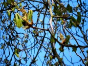 oude bomen, kastagne
