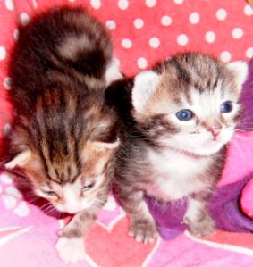 kittens, poesjes
