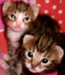kittens, poesjes
