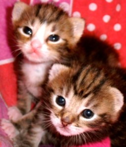 kittens, poesjes