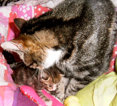 moederpoes met kittens