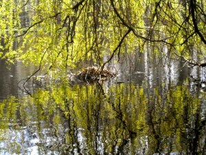familie Meerkoet met kleintjes