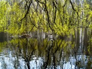 familie Meerkoet met kleintjes