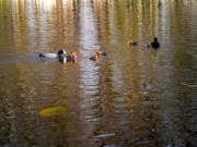 familie Meerkoet met kleintjes