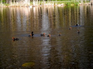 familie Meerkoet met kleintjes
