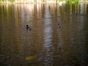 familie Meerkoet met kleintjes