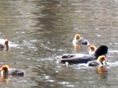 meerkoet met kleintjes