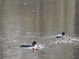 meerkoet met kleintjes