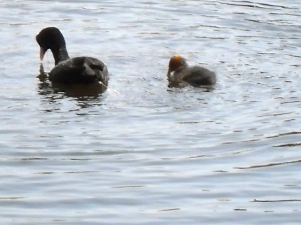 meerkoet met kleintjes