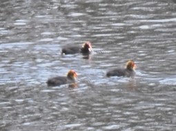 meerkoet met kleintjes